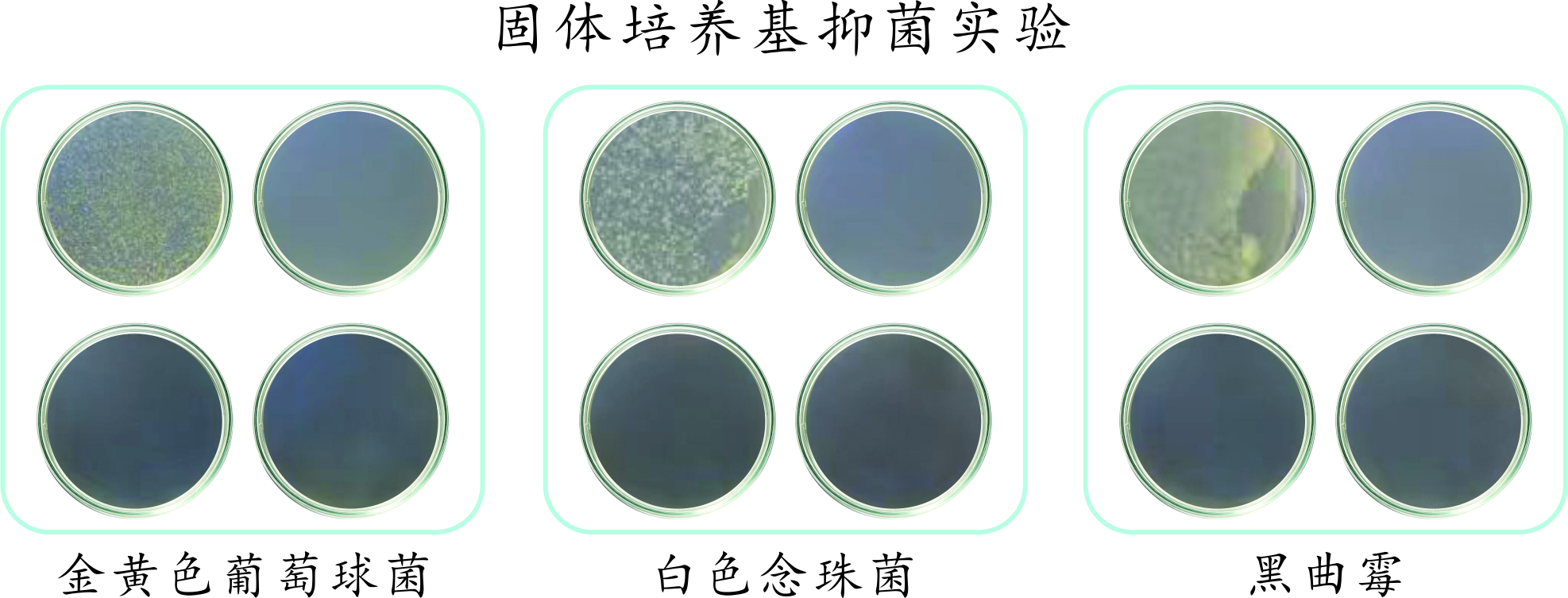 YB-PC300对金黄色葡萄球菌白色念珠菌和黑曲霉的抑菌实验